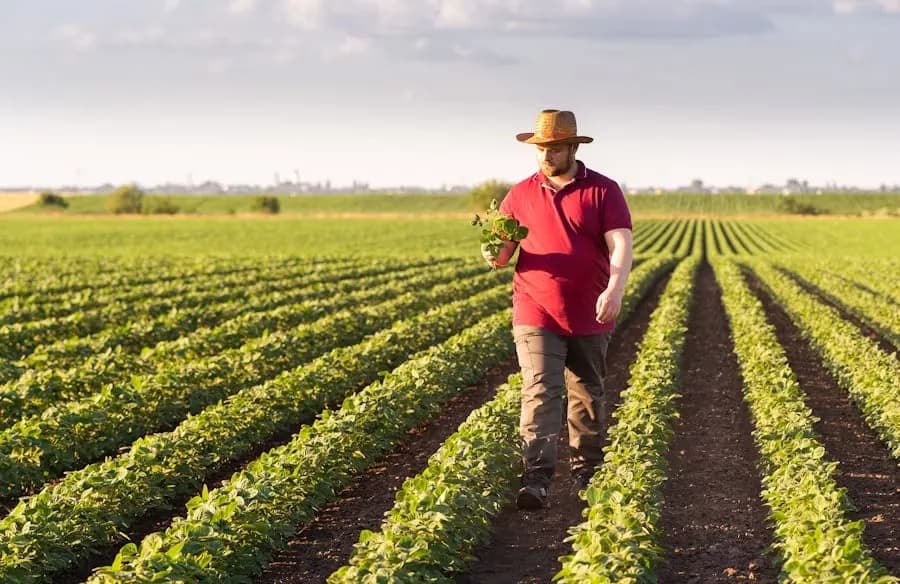 Producer walking through their crop